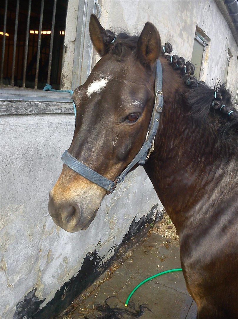 Anden særlig race Kløvermaken`s Hudini - LIlle hugo i bad billede 1