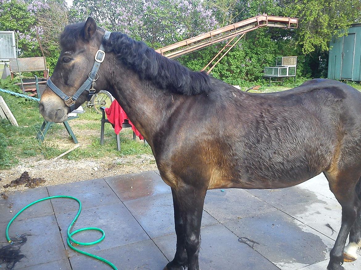 Anden særlig race Kløvermaken`s Hudini billede 2