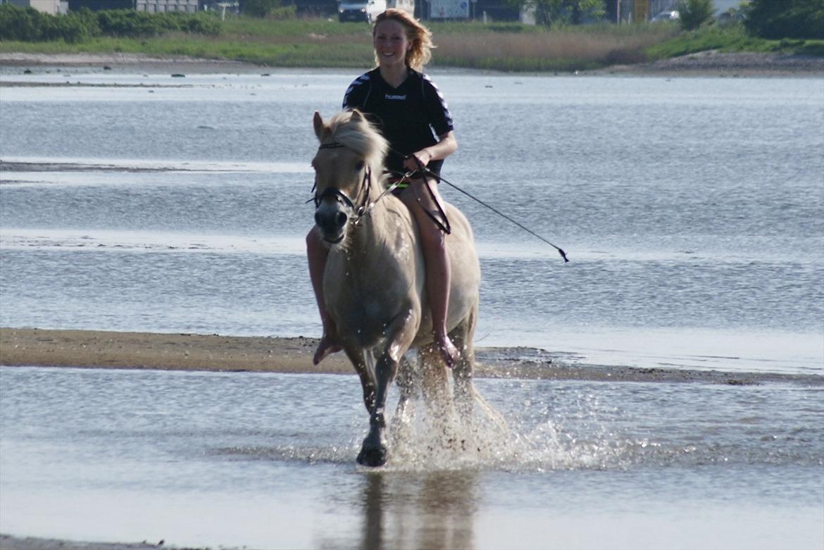 Fjordhest Odin - Den fedeste dag længe. Maj 2012<3 billede 11