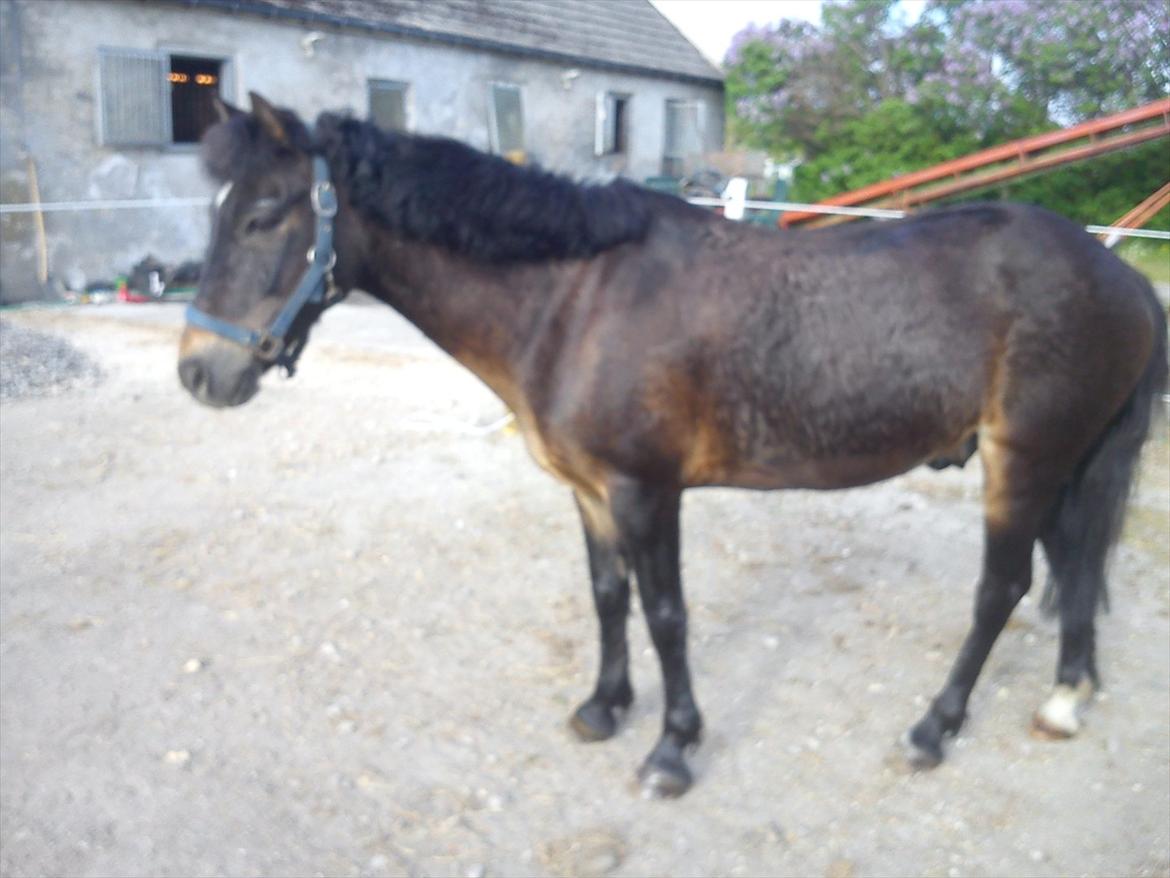 Anden særlig race Kløvermaken`s Hudini billede 3