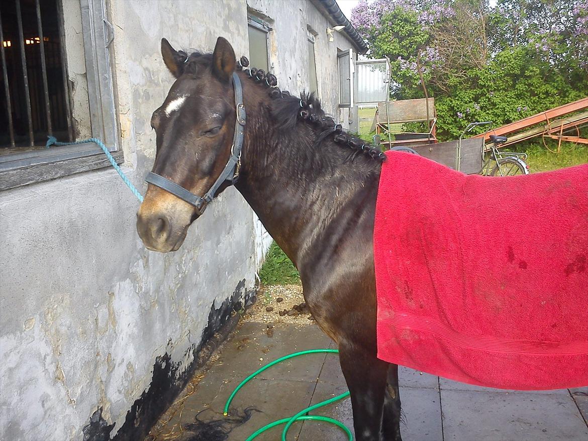 Anden særlig race Kløvermaken`s Hudini billede 4