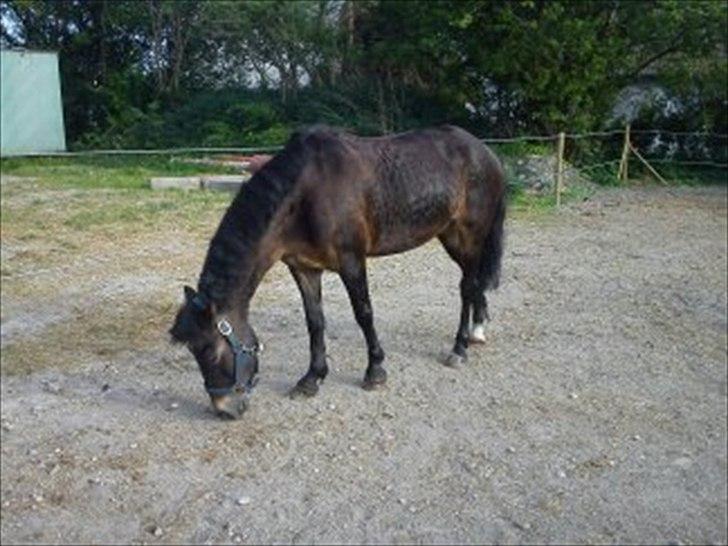 Anden særlig race Kløvermaken`s Hudini billede 5