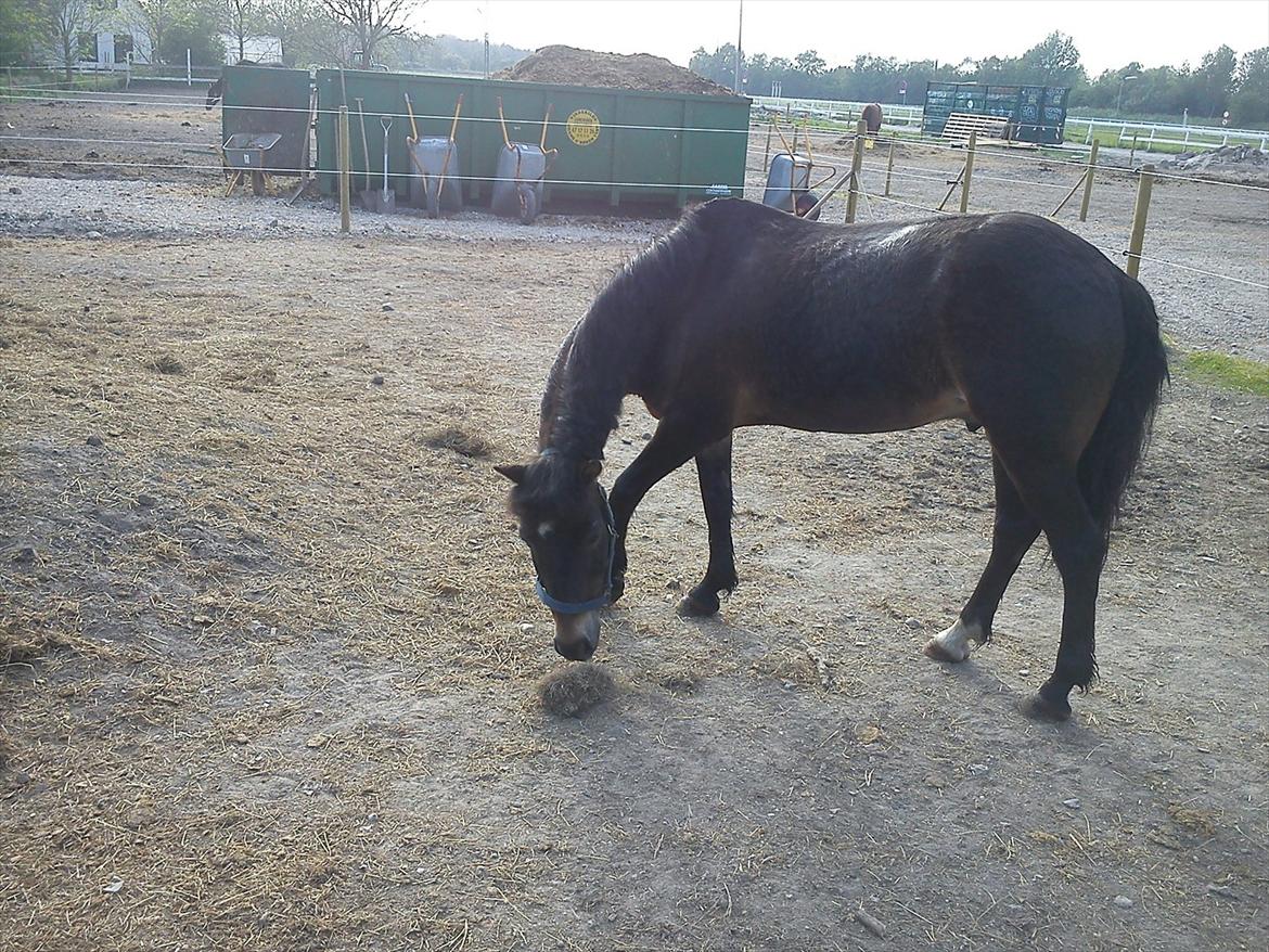 Anden særlig race Kløvermaken`s Hudini billede 6