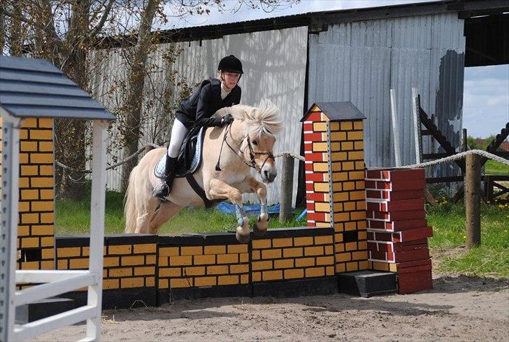 Fjordhest Odin - Maj 2012 Nibe. LC 4 fejl :-) billede 19