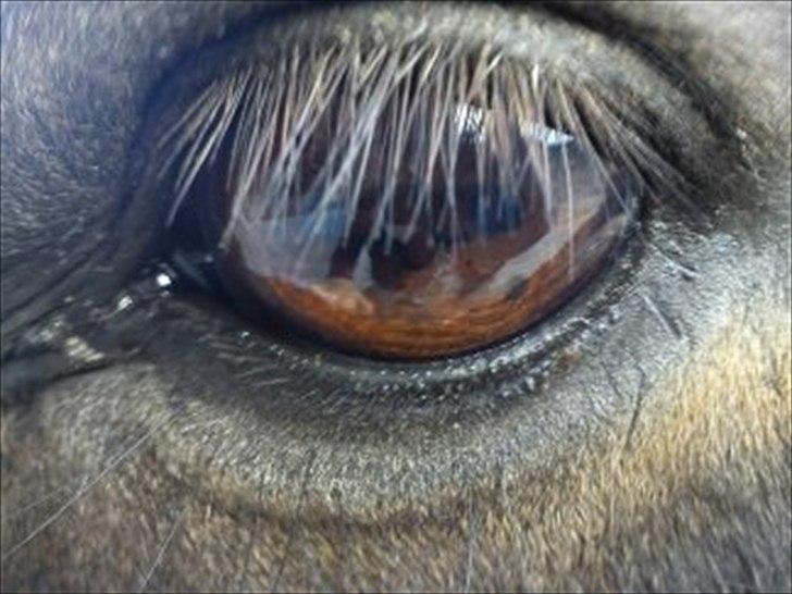 Anden særlig race Kløvermaken`s Hudini billede 7