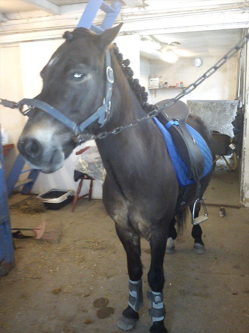 Anden særlig race Kløvermaken`s Hudini billede 8