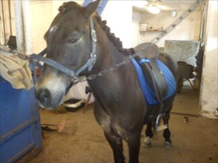 Anden særlig race Kløvermaken`s Hudini billede 9