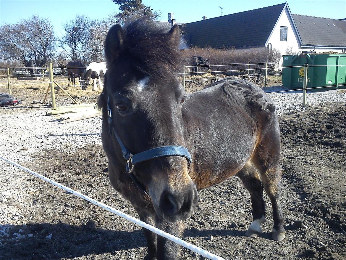 Anden særlig race Kløvermaken`s Hudini billede 10