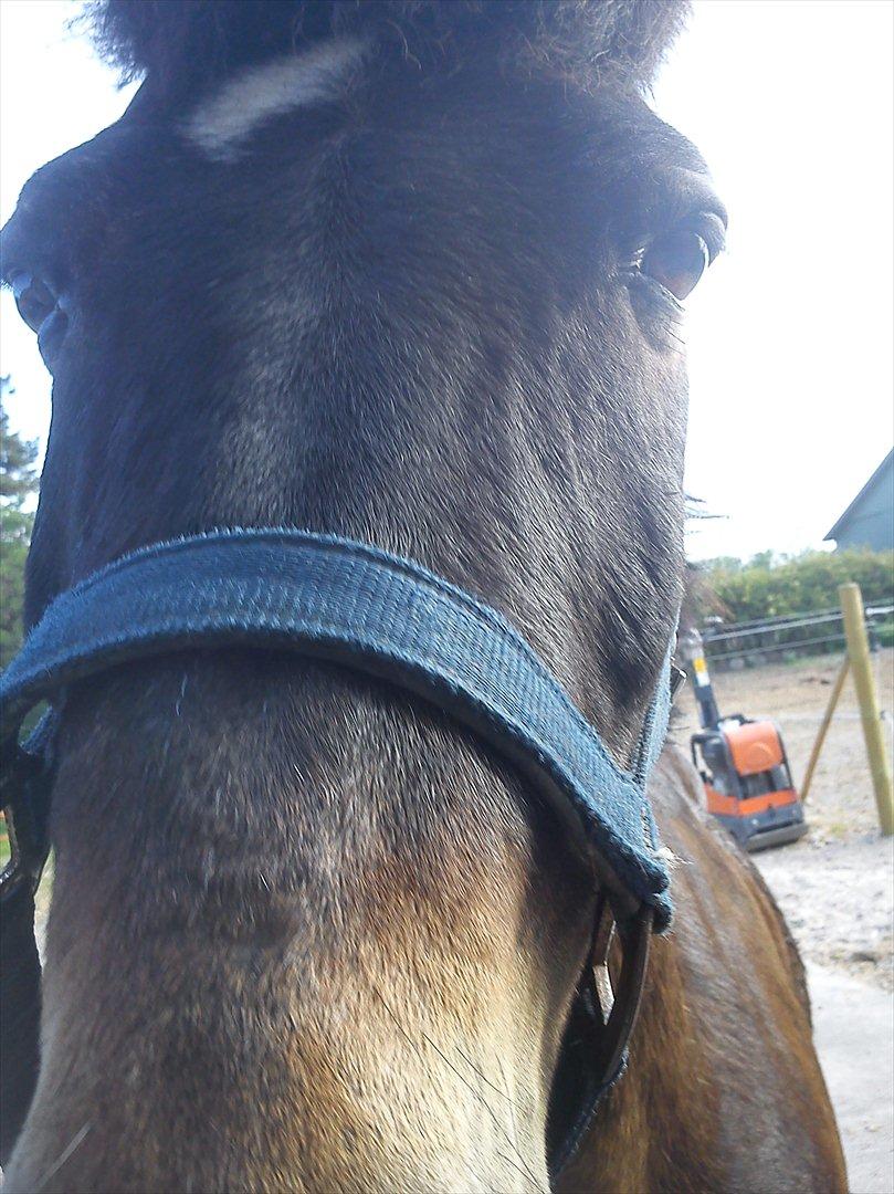 Anden særlig race Kløvermaken`s Hudini billede 11