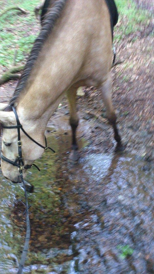 Anden særlig race Camino - Vores første lange tur. 16 km. blev det til, med et stop i bækken for at drikke :-D billede 8