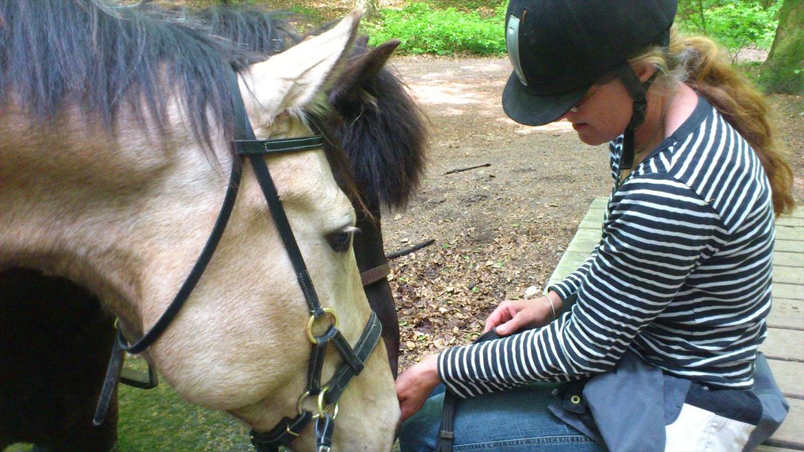 Anden særlig race Camino billede 9