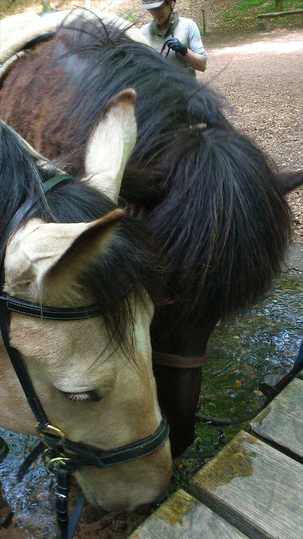 Anden særlig race Camino billede 10