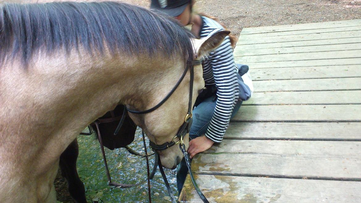 Anden særlig race Camino billede 11