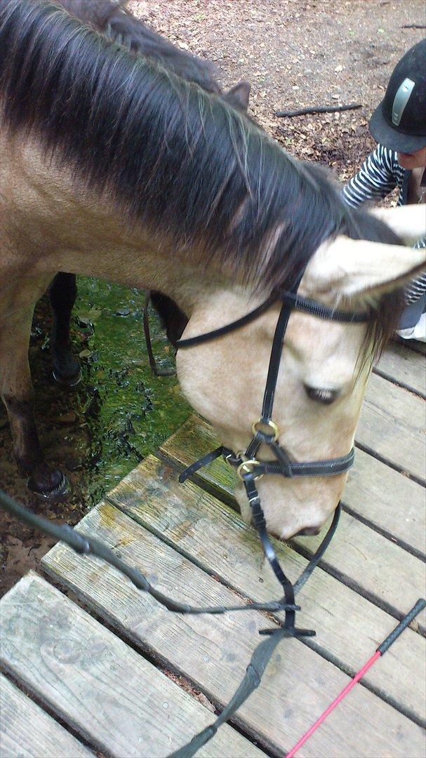 Anden særlig race Camino billede 12