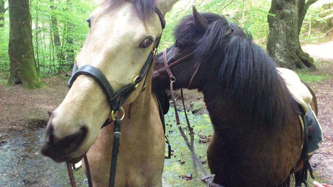 Anden særlig race Camino billede 13