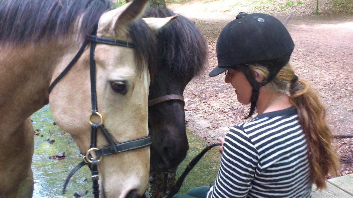 Anden særlig race Camino billede 14