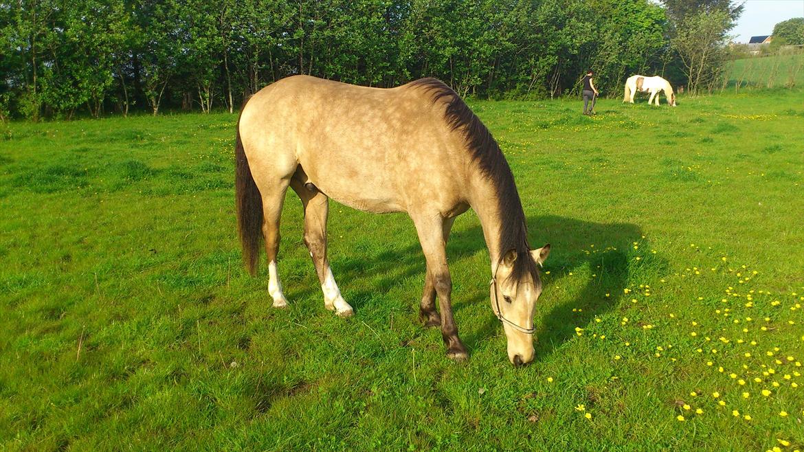Anden særlig race Camino billede 15