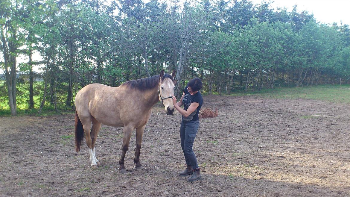 Anden særlig race Camino billede 16