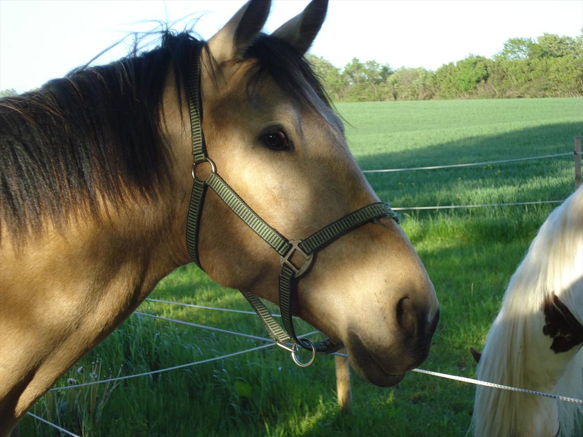 Anden særlig race Camino billede 20