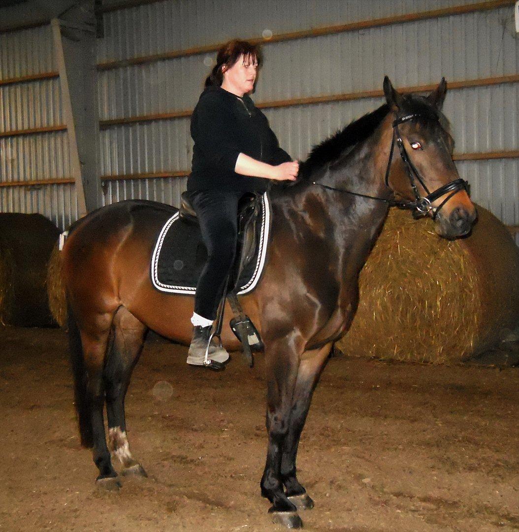 Dansk Varmblod Nygaards Michado - Micha og mor en herlig sommeraften i ridehuset  billede 14