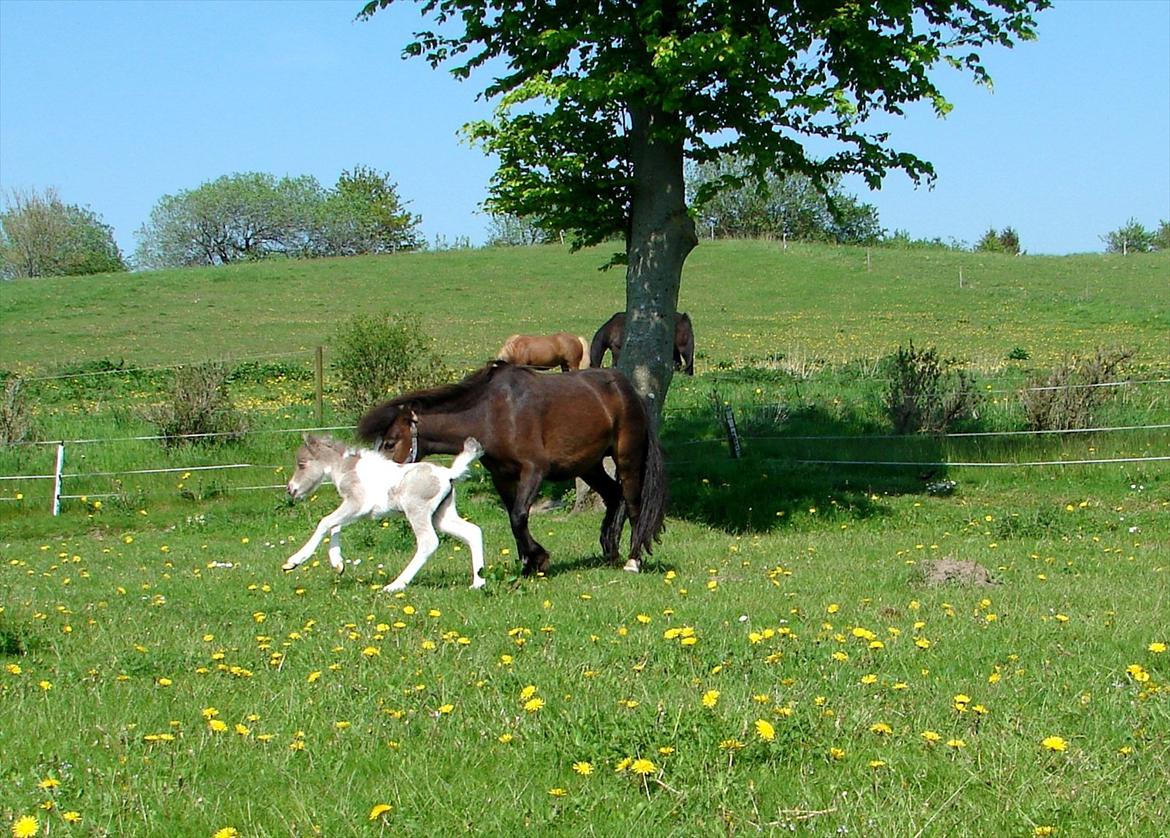 Belgisk Miniature MHS Ultra Denique Showgirl - 1 dag gammel :-) billede 7