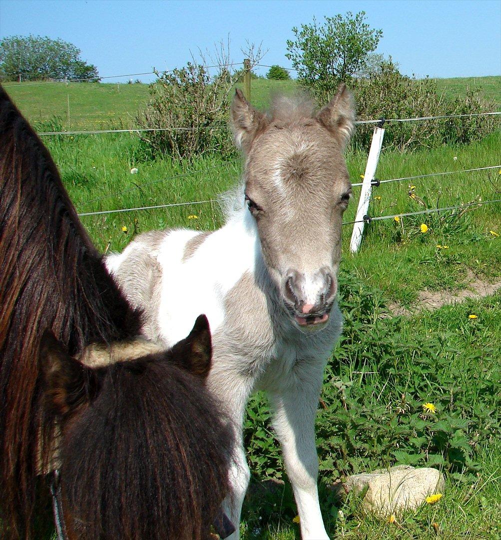 Belgisk Miniature MHS Ultra Denique Showgirl - Fin lille ujævn blis der lidt ligner et C :-) billede 8