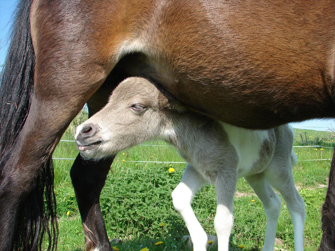 Belgisk Miniature MHS Ultra Denique Showgirl - Nårh hun er så sød :-) billede 9
