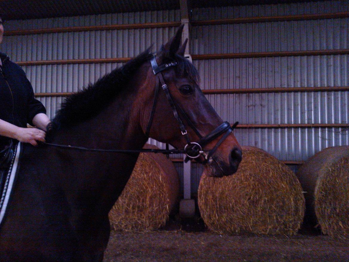 Dansk Varmblod Nygaards Michado - og et fint hoved  billede 18