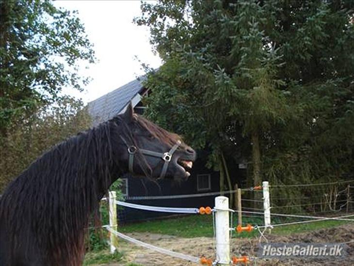 {{currentPhoto.altText}} billede {{currentPhoto.number}}