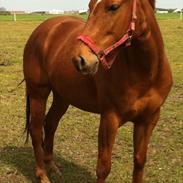 Anden særlig race Lina ''prinsessen''