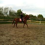 Anden særlig race Lina ''prinsessen''