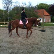 Anden særlig race Lina ''prinsessen''