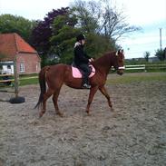 Anden særlig race Lina ''prinsessen''