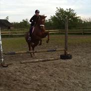 Anden særlig race Lina ''prinsessen''