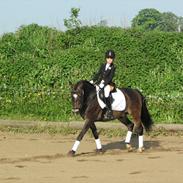 New Forest DONALD  "Pony"