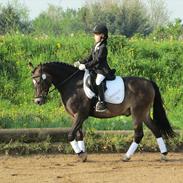 New Forest DONALD  "Pony"