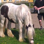 Irish Cob Disney