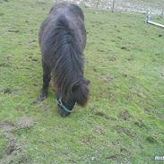 Shetlænder Buster ( bulle mand<3)