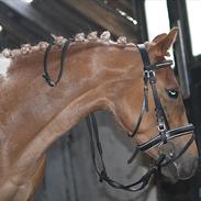 Anden særlig race Lady Gaga 