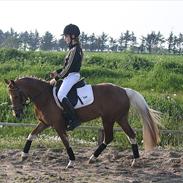 Anden særlig race Lady Gaga 