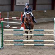 Dansk Varmblod Alexía