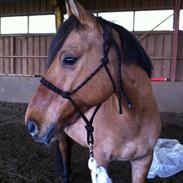 Anden særlig race Stjerne