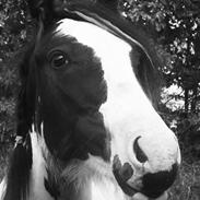 Irish Cob Alanya Naya