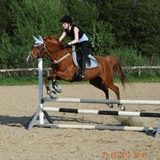 Hollandsk Sportspony Jannus