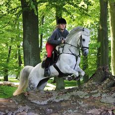 Tysk Sportspony Toscana