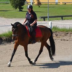 Dansk Varmblod Thorndals Celina