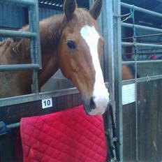 Dansk Varmblod Lanny