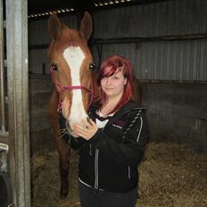 Dansk Varmblod Lanny