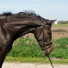 Dansk Varmblod Stald Nyborgs Chantell