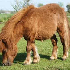 Shetlænder Justenborgs Legacy